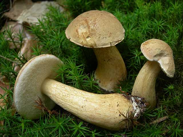 Funghi di frontiera